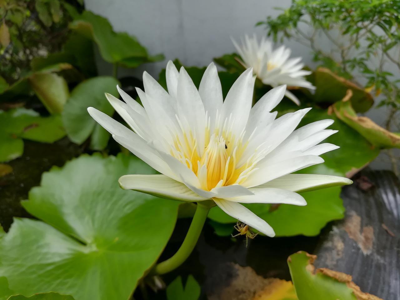 3. 花盆选择要点