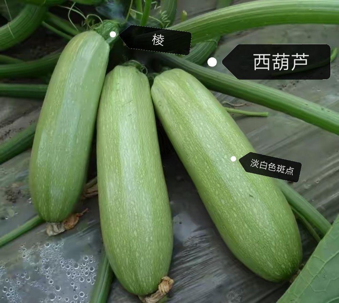 但不是西葫芦? - 知乎