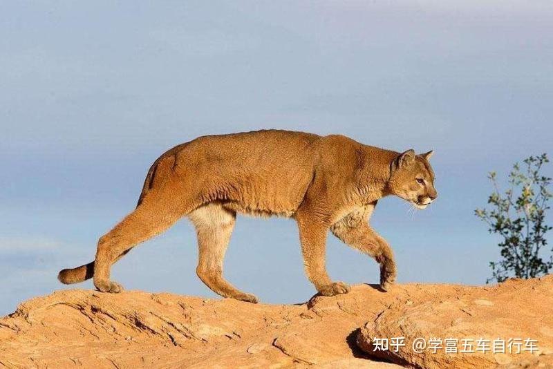 烏雞國和獅駝嶺的青獅是同一只嗎? - 知乎