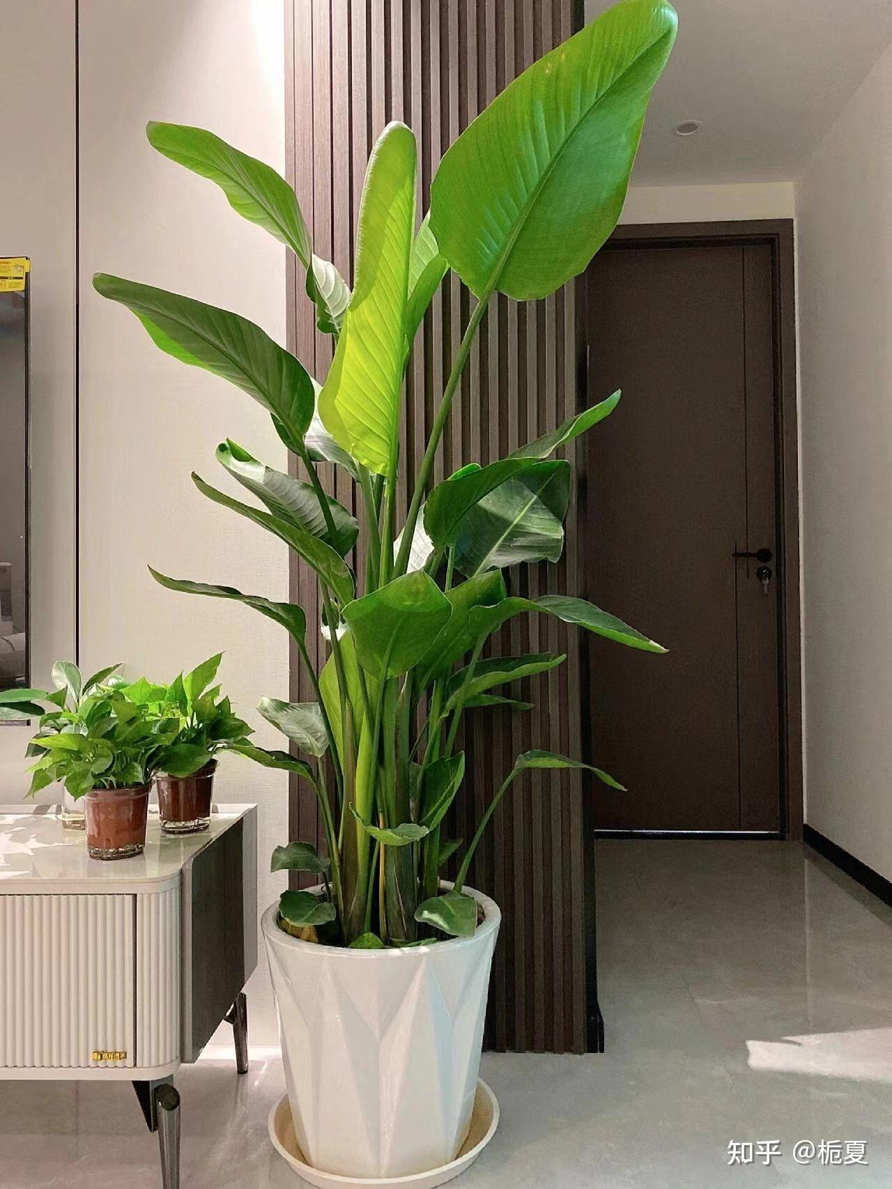 适合在客厅摆放的植物有哪些?
