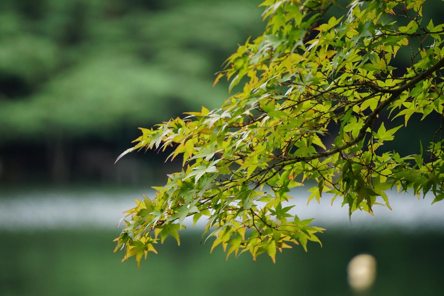 秋天红叶虽好 初夏绿叶也不差 知乎