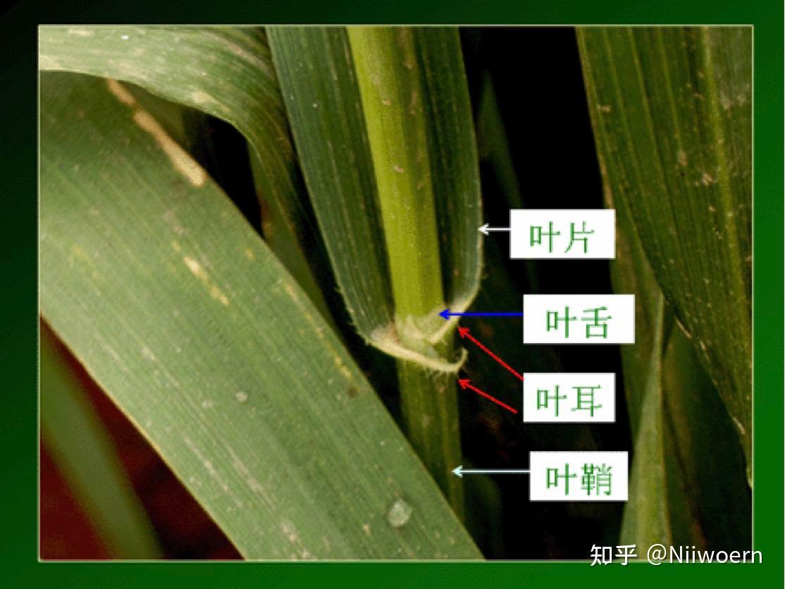 植物分类学—-禾本科稻属 - 知乎