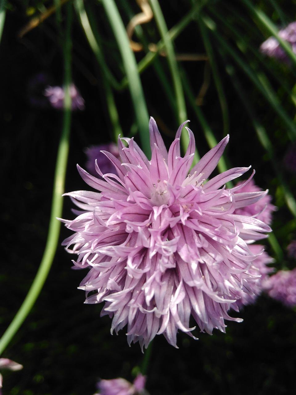 2. 韭菜盆栽技巧