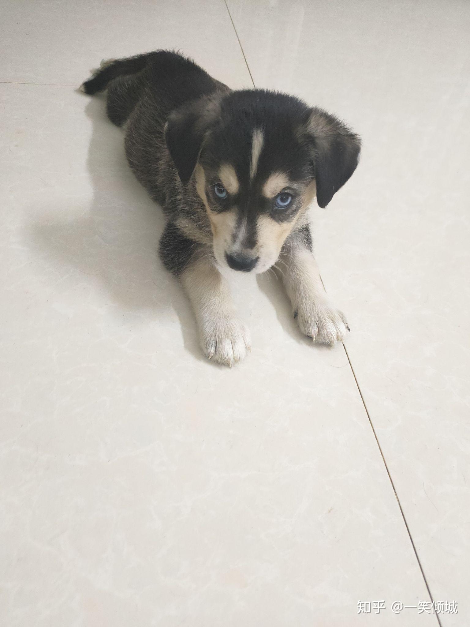 请问哈士奇和拉布拉多混血是什么样子的