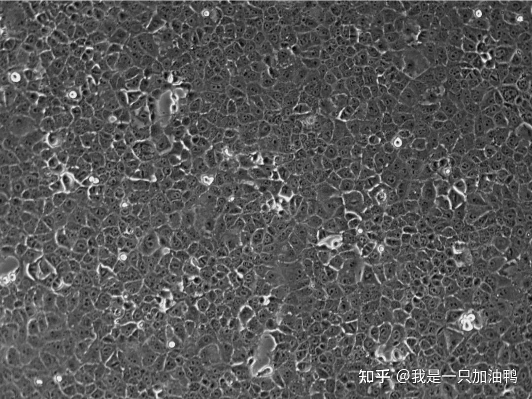 BIOCHANNEL 培养建议 | AML12细胞 - 知乎