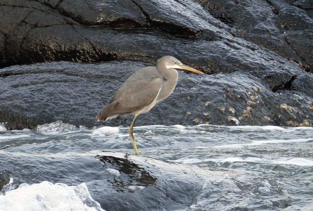 日照白鹭湾别墅多少钱