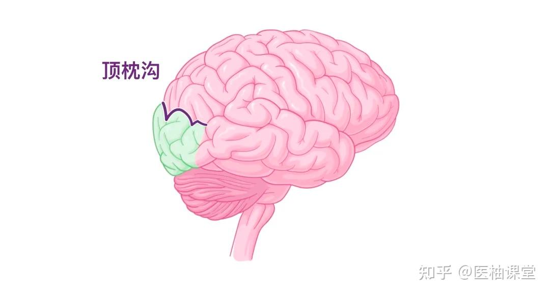 人体解剖学基础:大脑皮层 - 知乎