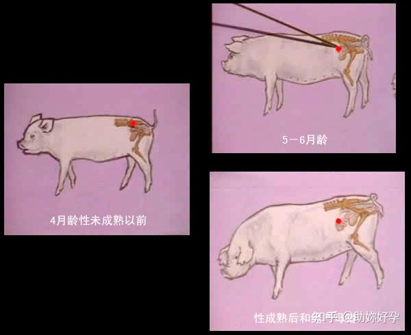 母猪发情B超诊断法 - 知乎