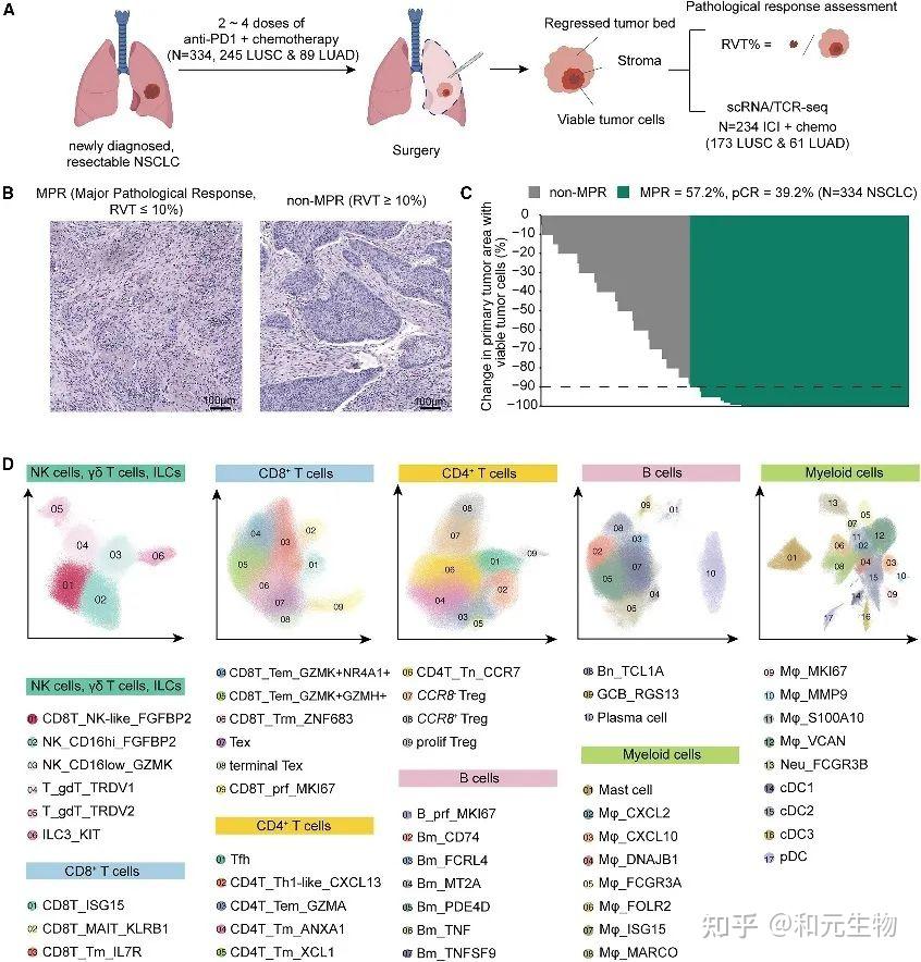 Cell｜高树庚教授与张泽民院士团队共同揭示非小细胞肺癌PD-1治疗后的免疫微环境异质性 - 知乎