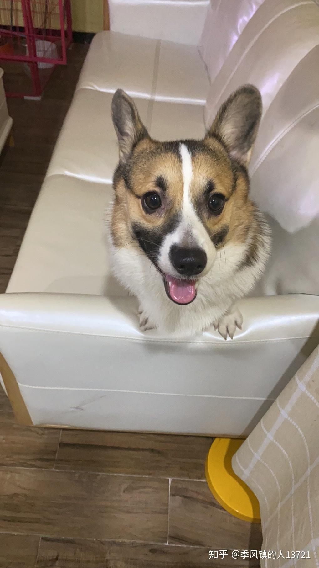 请问我家柯基这黑色嘴毛还能还能褪吗? - 知乎