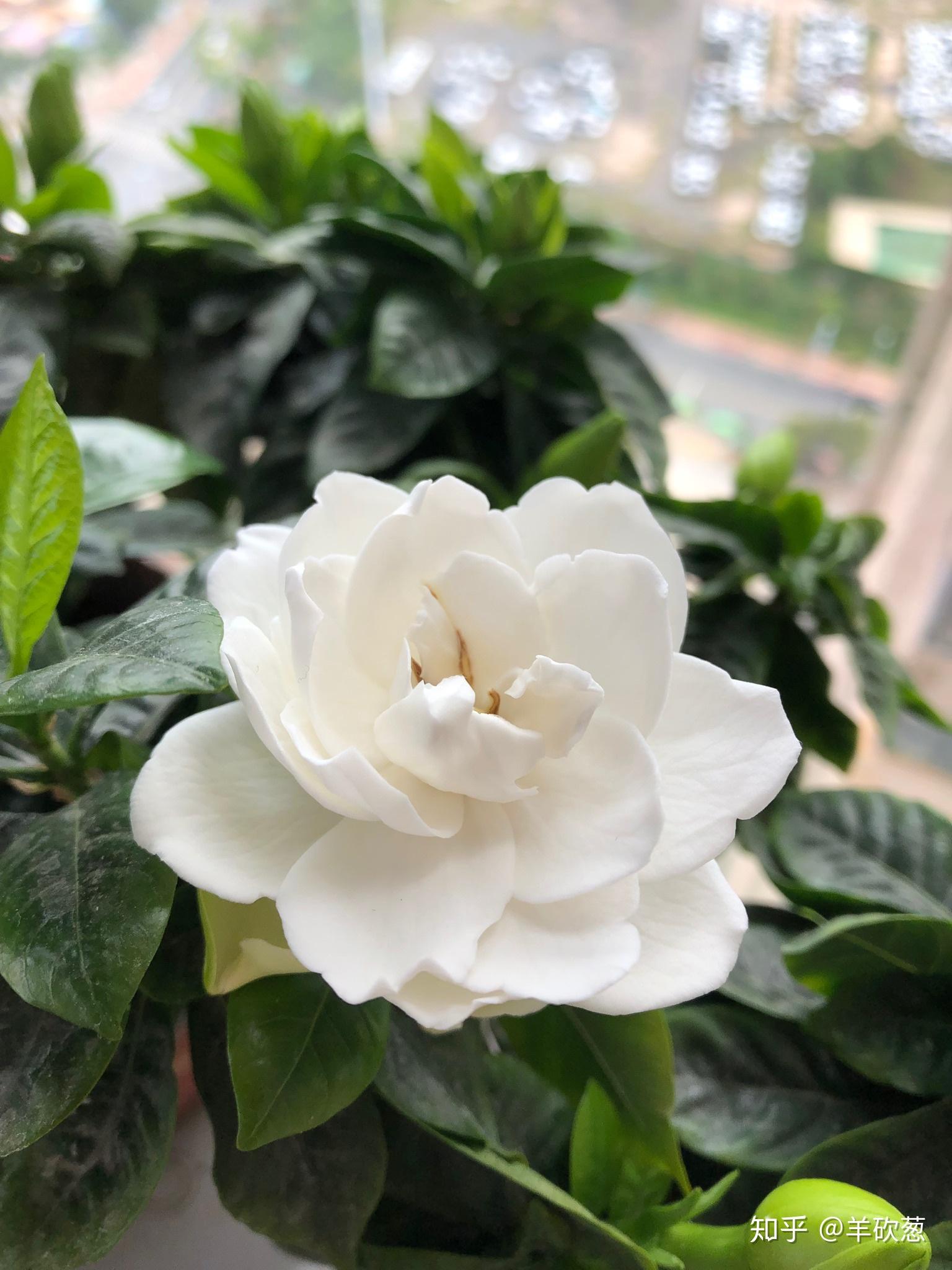 栀子花和茉莉花那个好养? - 知乎