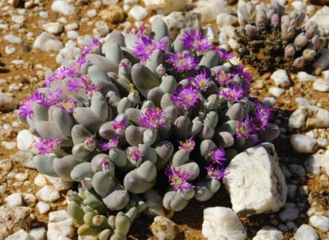 心叶日中花 我是一枚肉肉 别把我当成中草药 知乎 心叶日中花 我是一枚肉肉 别把我当成中草药 知乎