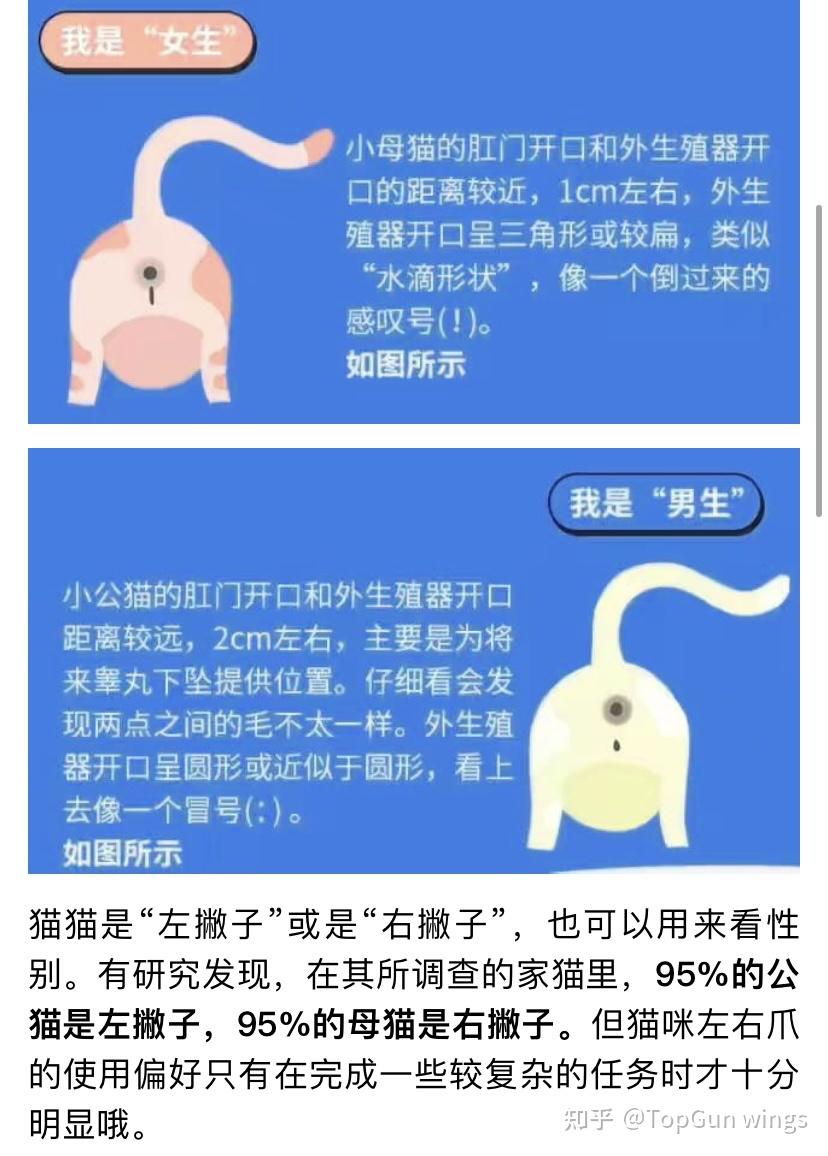 猫公母分辨图图解图片