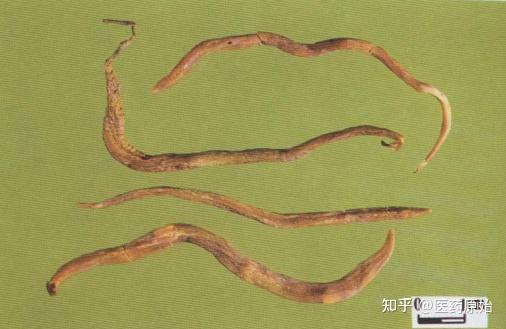 带你识别天冬 - 知乎