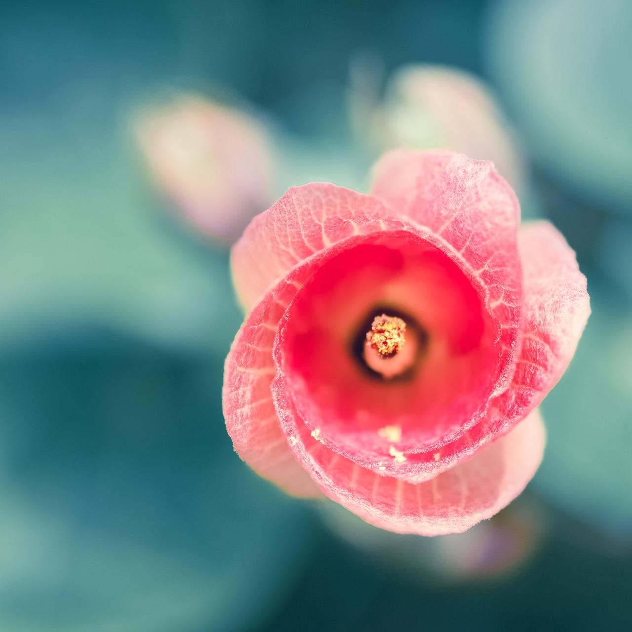 花都狮岭哪里有花卖