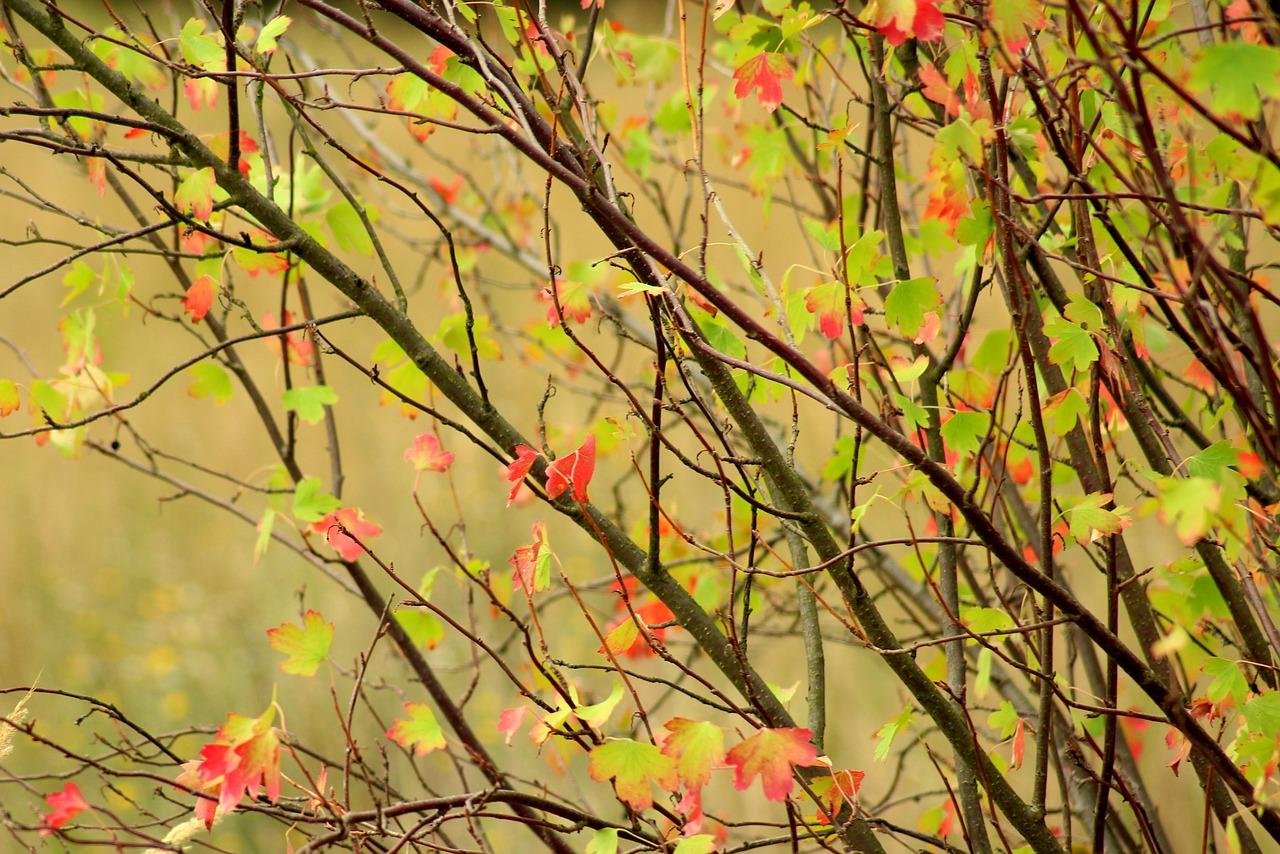 2. 切割与嫁接技巧