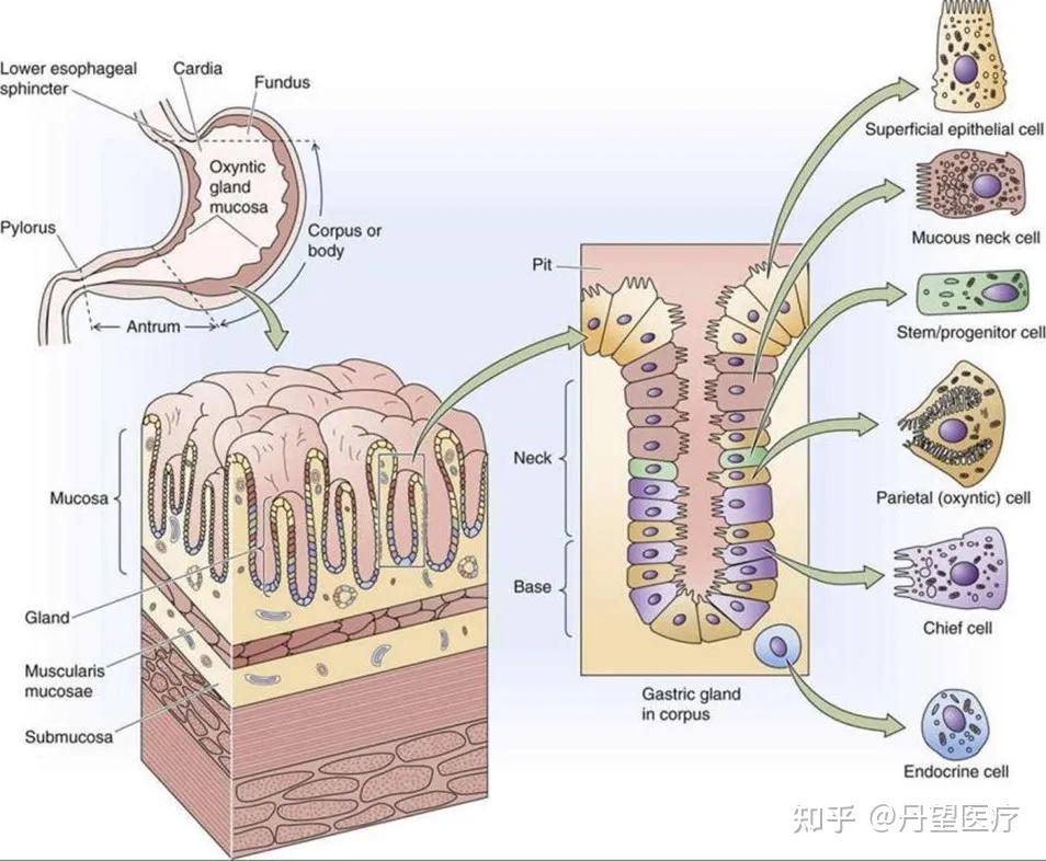 胃解剖图高清图 胃窦图片