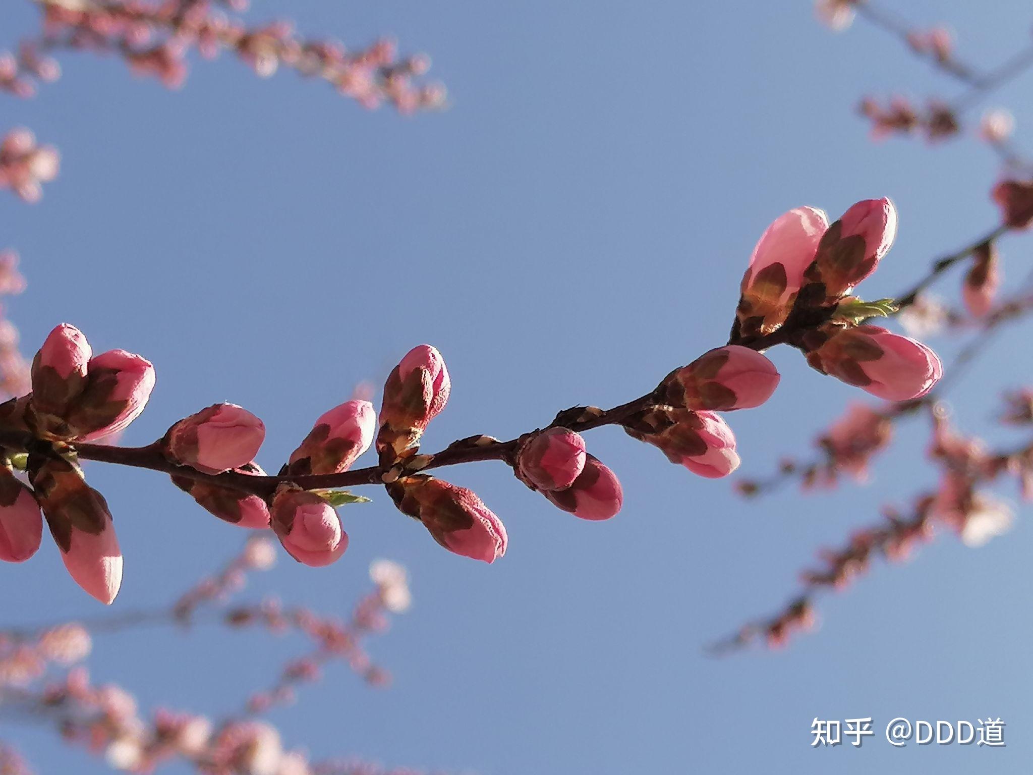 春天来了照片图片