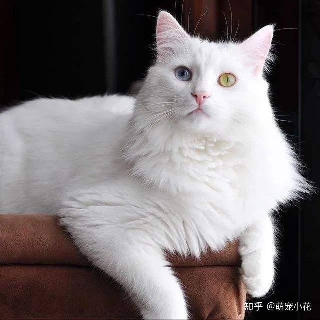 “狮子猫”颜值这么高,为何养的人这么少?这几点太可怕了 - 知乎