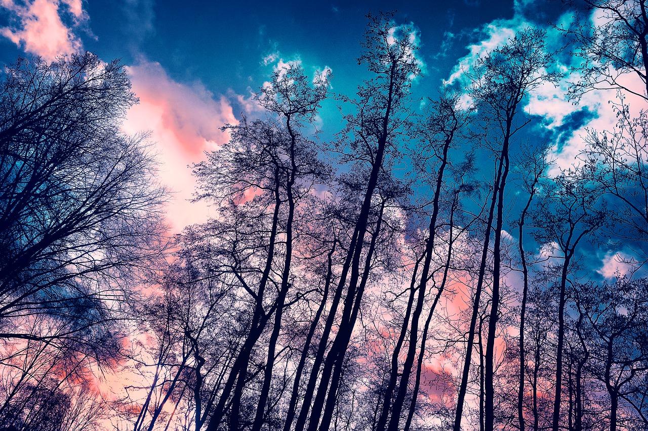 2. 耐寒巨树之选