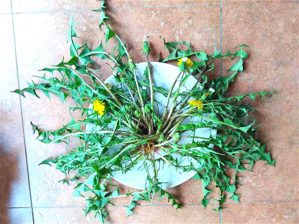 每年开春都吃野菜 终于找到了最好吃的野菜品种 知乎