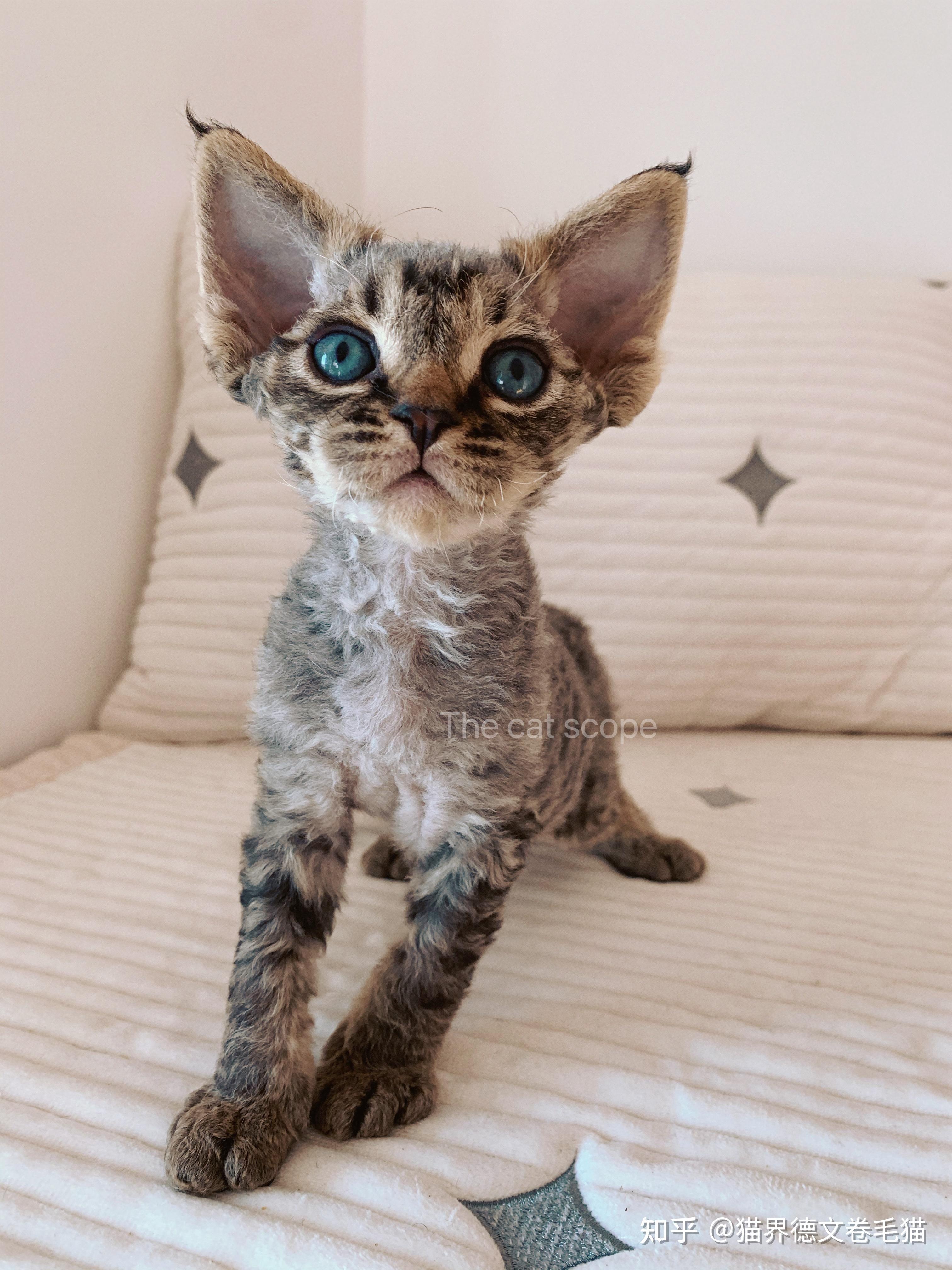 德文卷毛猫现在真的很火吗