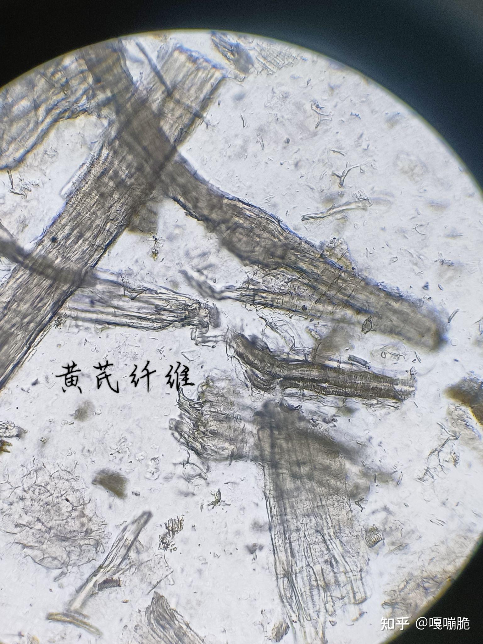 怀菊花的显微鉴定图片图片