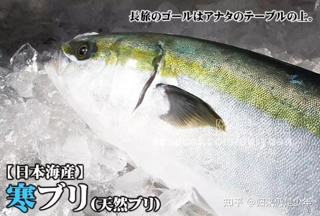我与美食~狮鱼 - 知乎