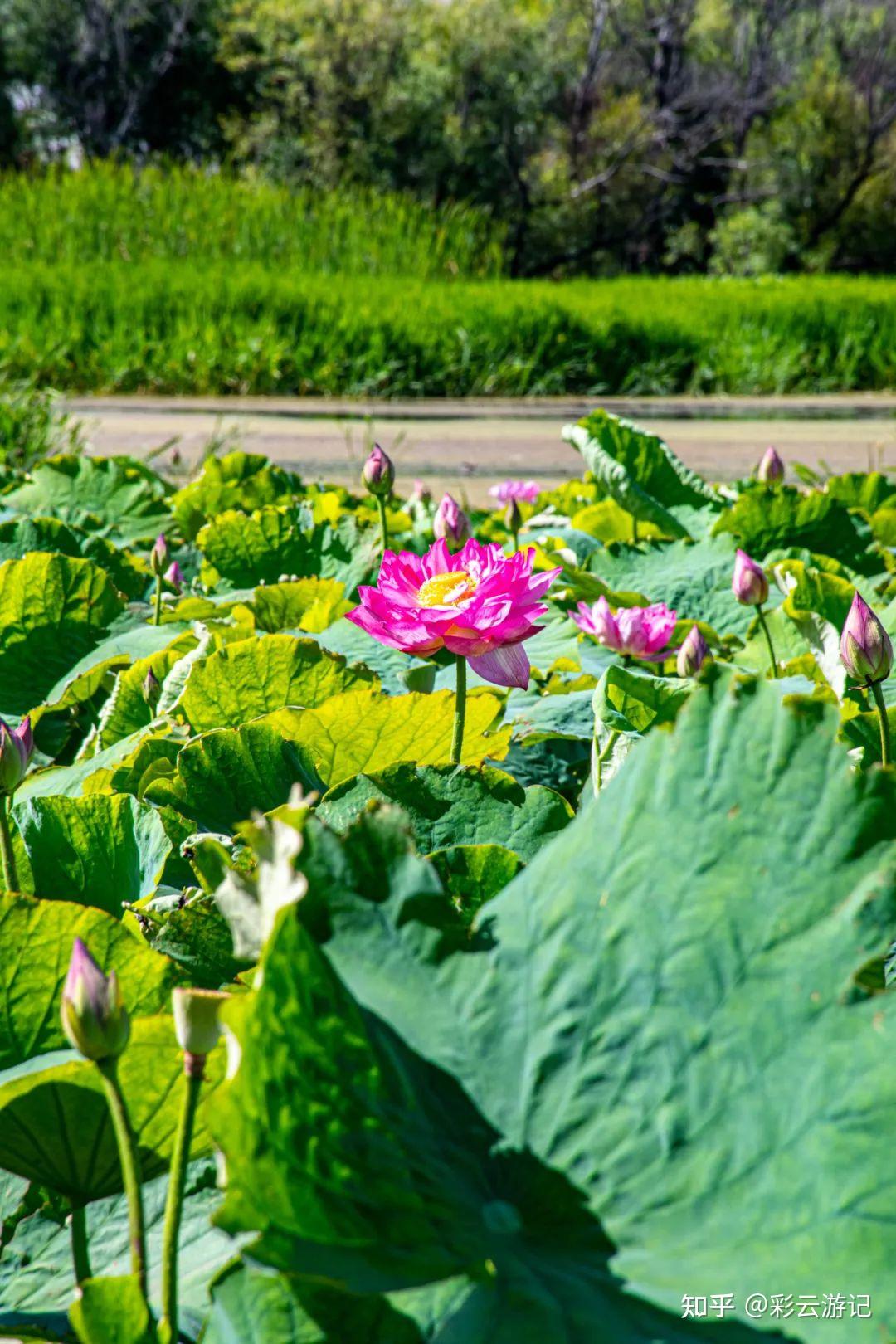 去云南大理,5 天行程,有哪些优质路线推荐?-去云南大理的攻略