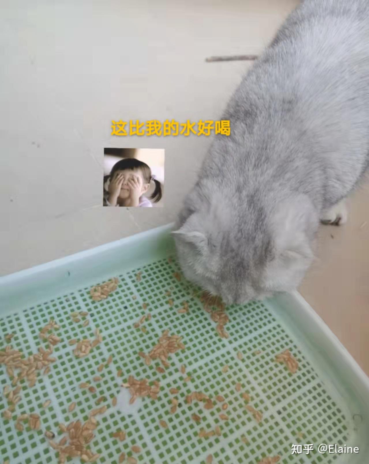 最好的治疗猫咪毛球症的是哪一种好