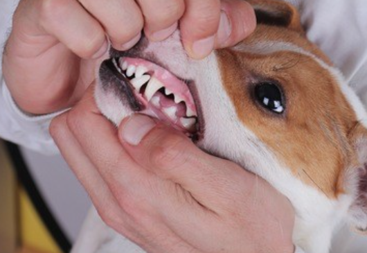 小动物牙疼图片图片