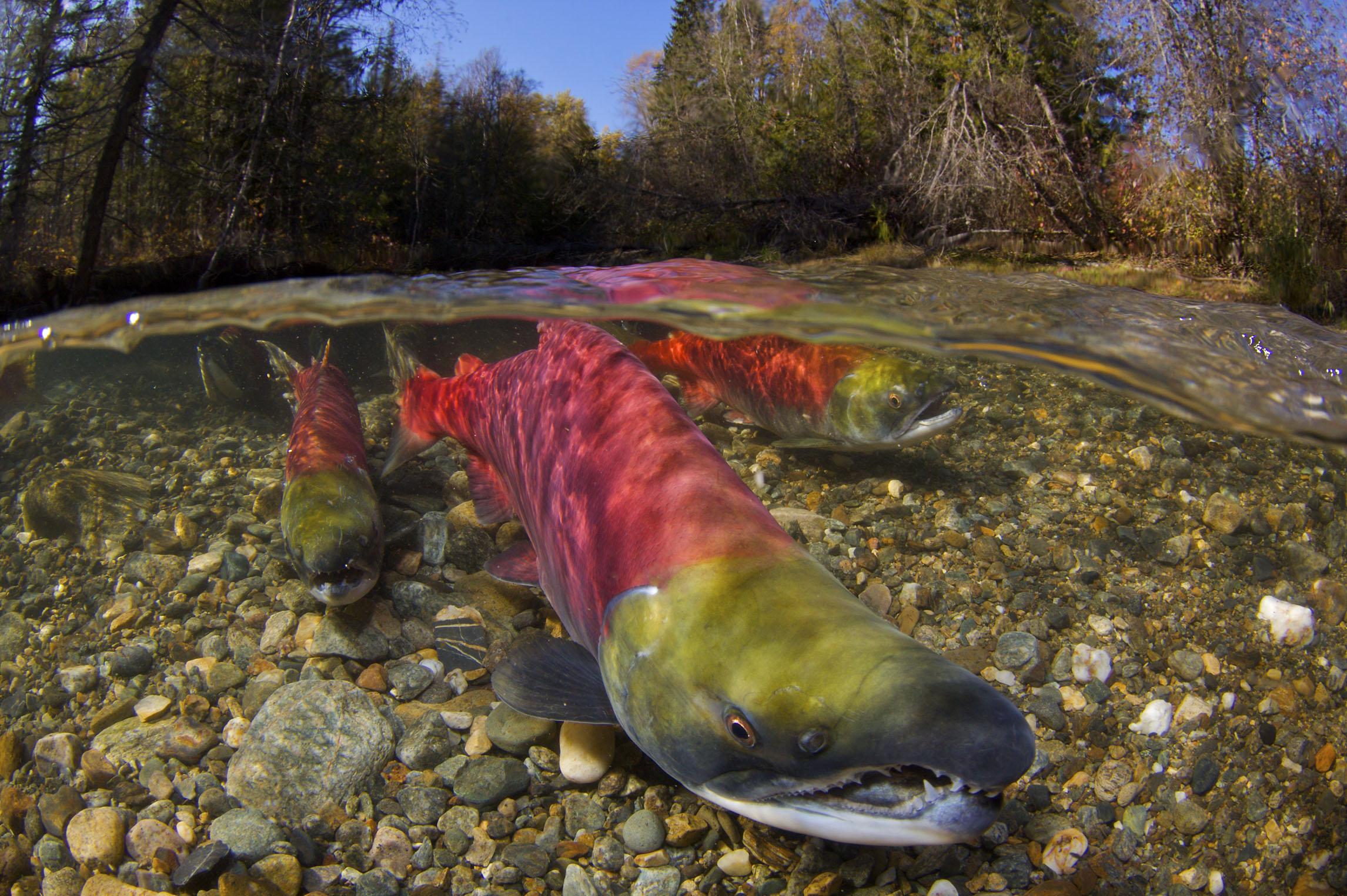 如何看待龙羊峡三文鱼养殖厂寄生虫检测采访