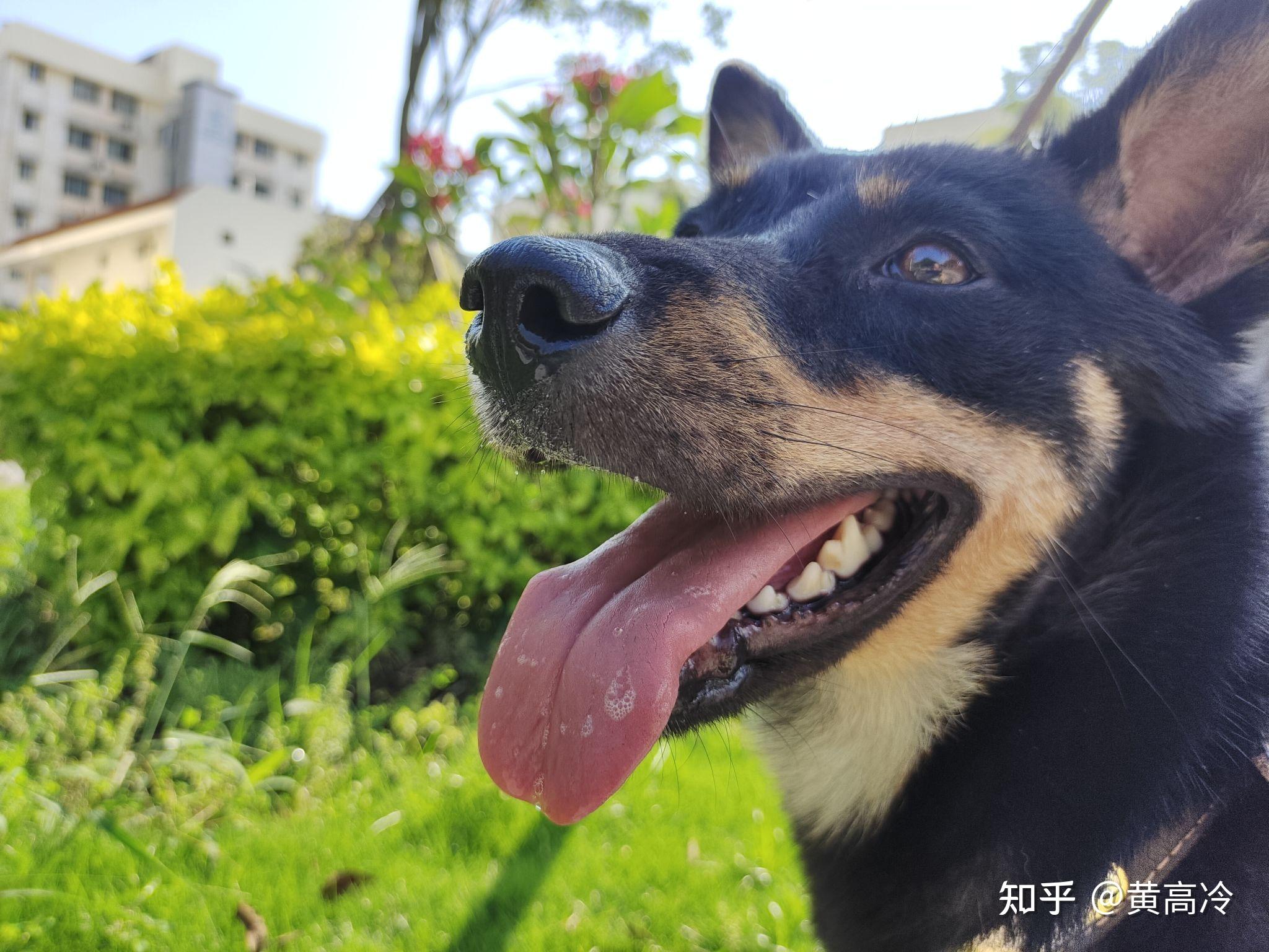 如何挑選四眼鐵包金鐵包銀田園犬