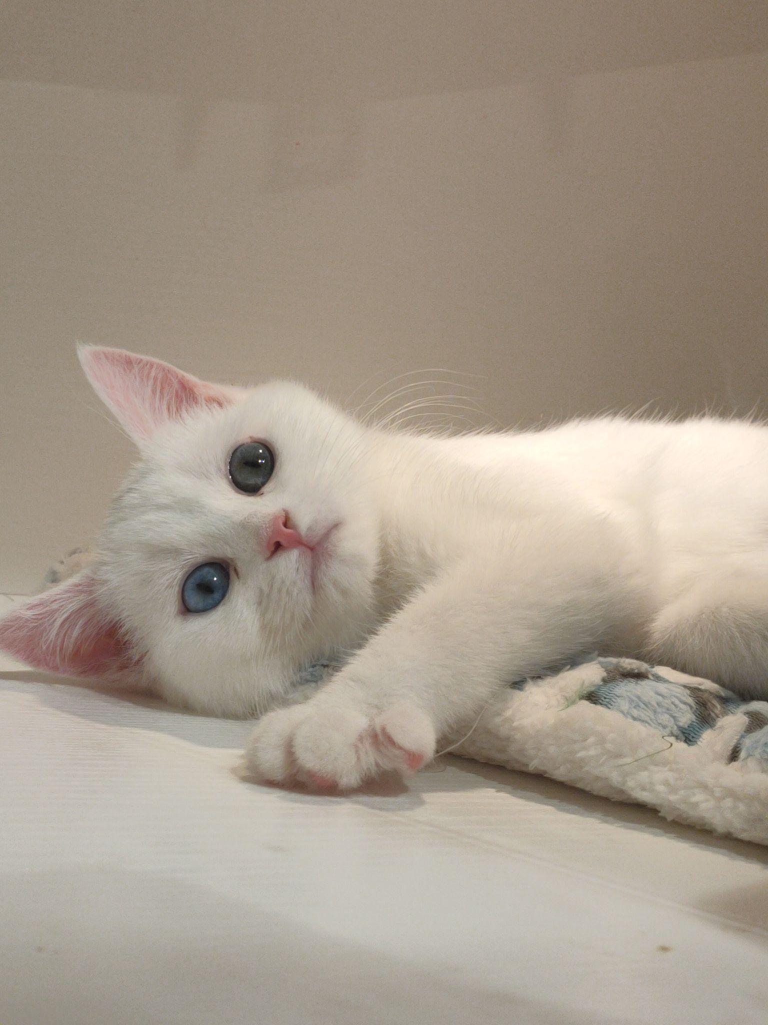 纯白英短跟普通白猫的区别到底在哪里