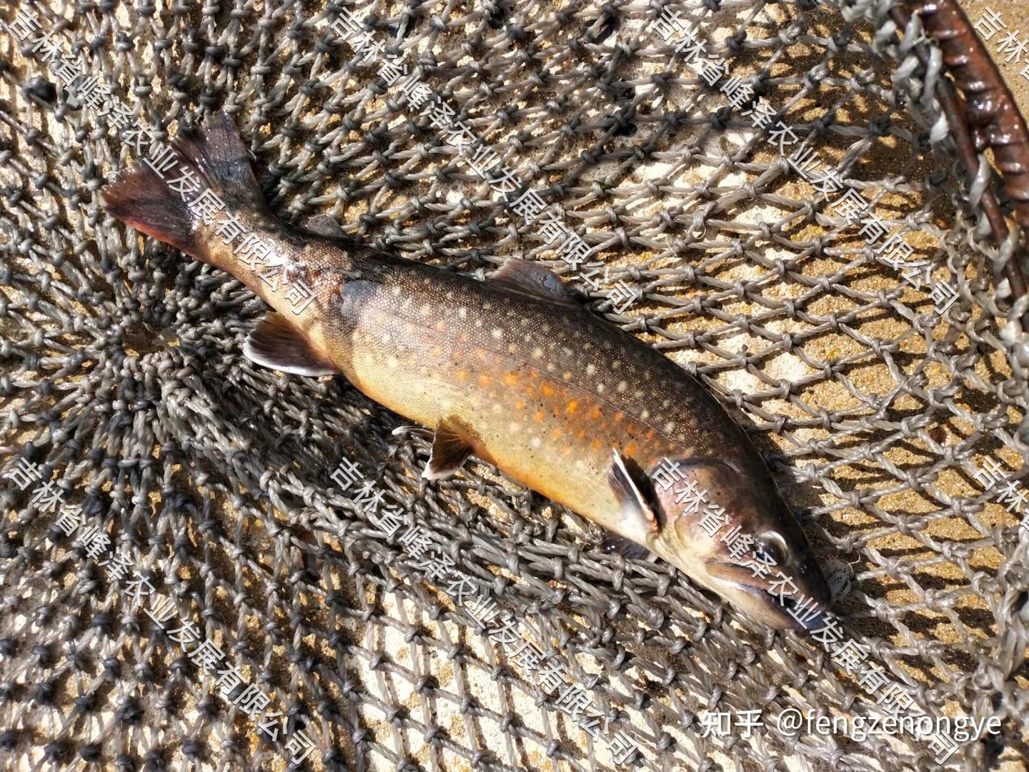 花羔红点鲑养殖技术花羔红点鲑种苗孵化花羔红点鲑繁育基地