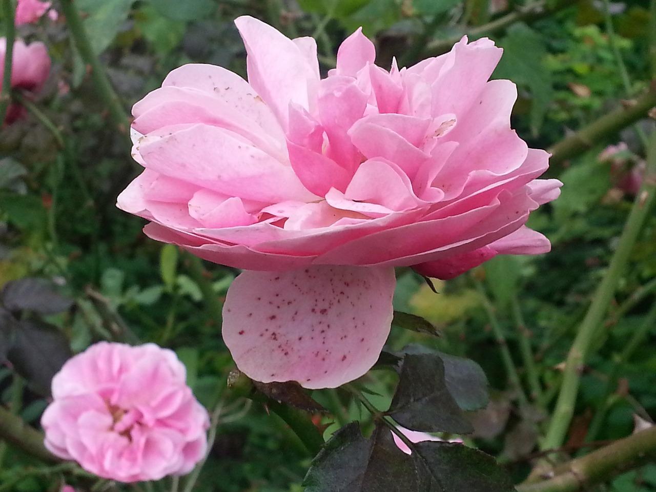 52朵玫瑰花多少钱