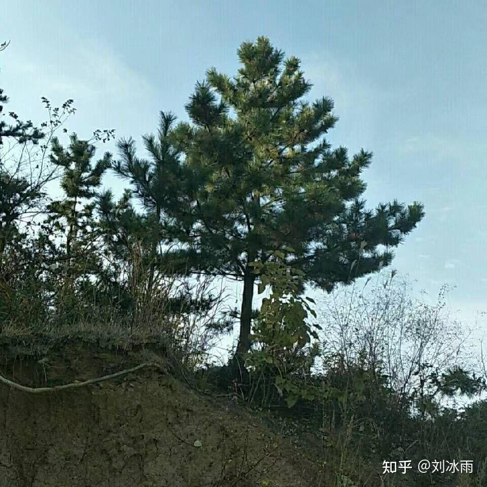 松树,柏树和杉树的区别? - 知乎