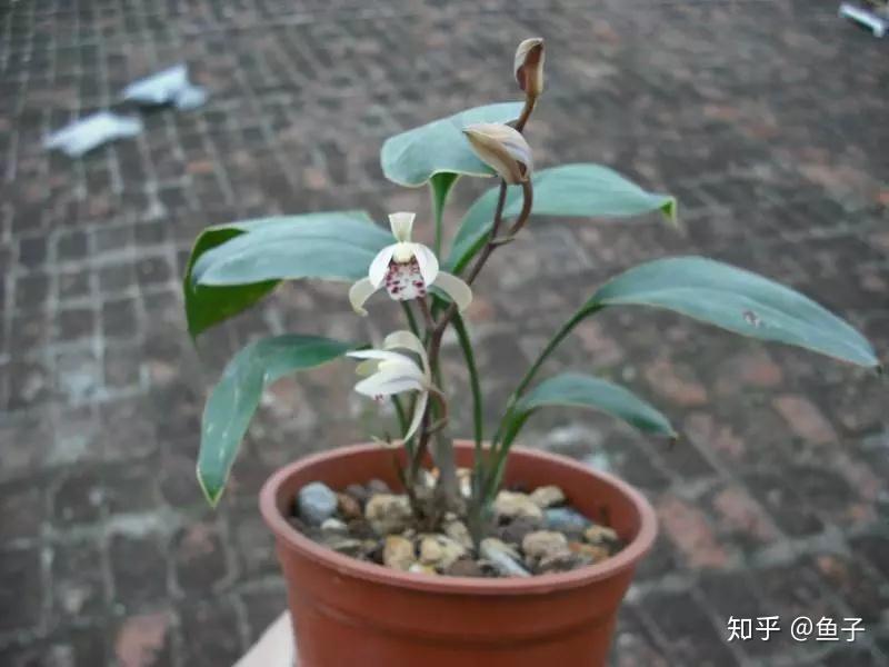 兰花推荐:兔耳兰的鉴赏以及栽培养护 - 知乎