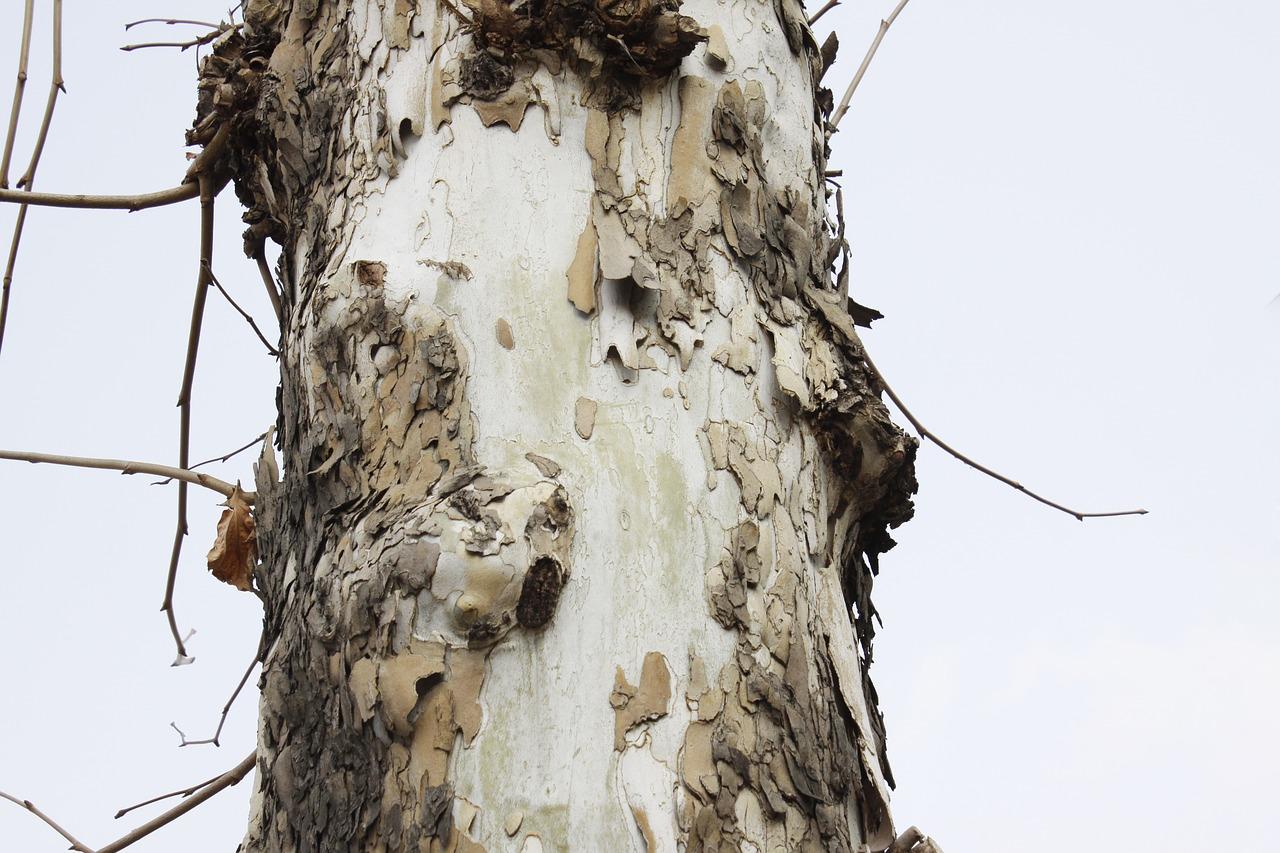 3. 常见木材厚度