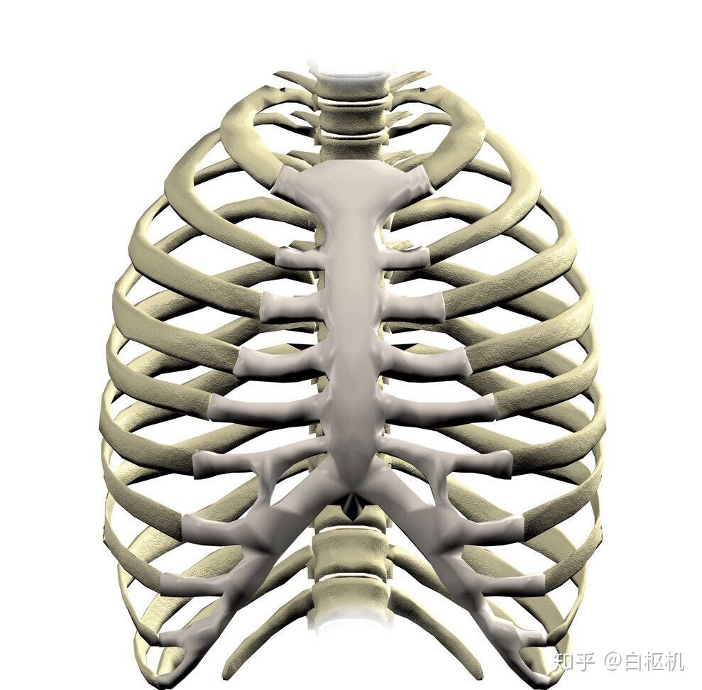 人体的12对肋骨究竟是怎么与12个胸椎相连接的? - 知乎