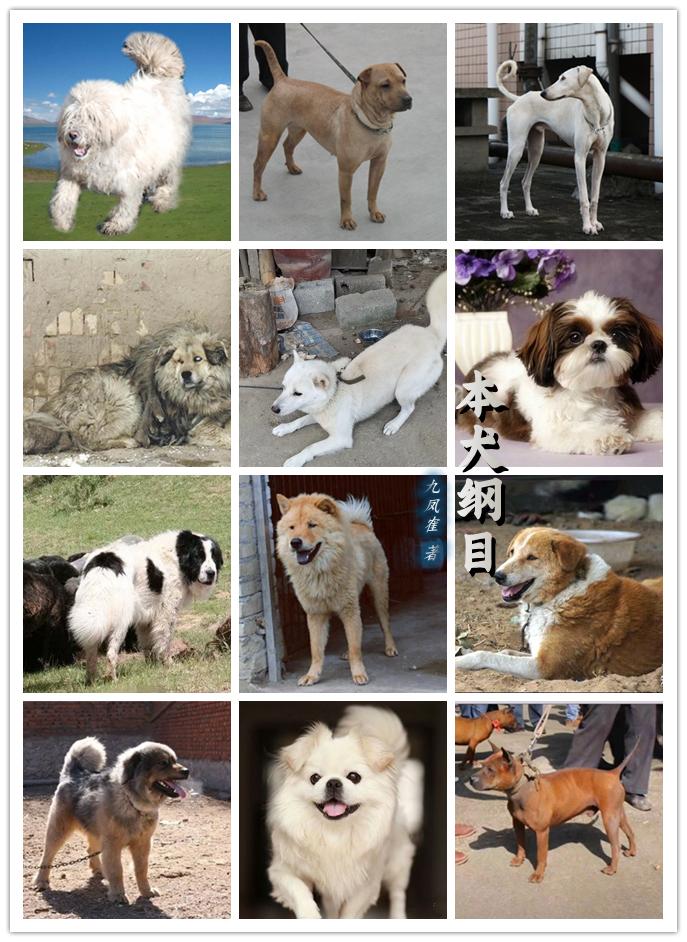 本犬纲目 中国本土狗品种大全 知乎