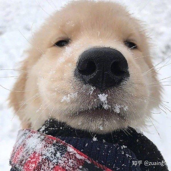 有没有那种看起来很呆的傻狗头像? - 知乎