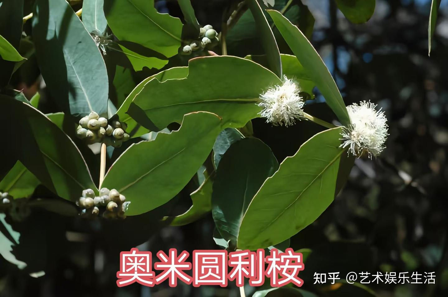 桉树的种类有哪些 - 知乎