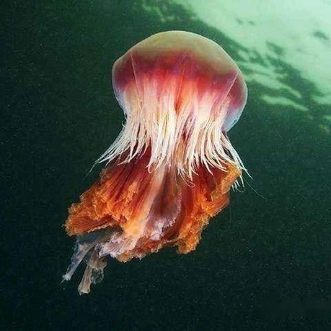 【动物界全系列】旗口水母目—霞水母科