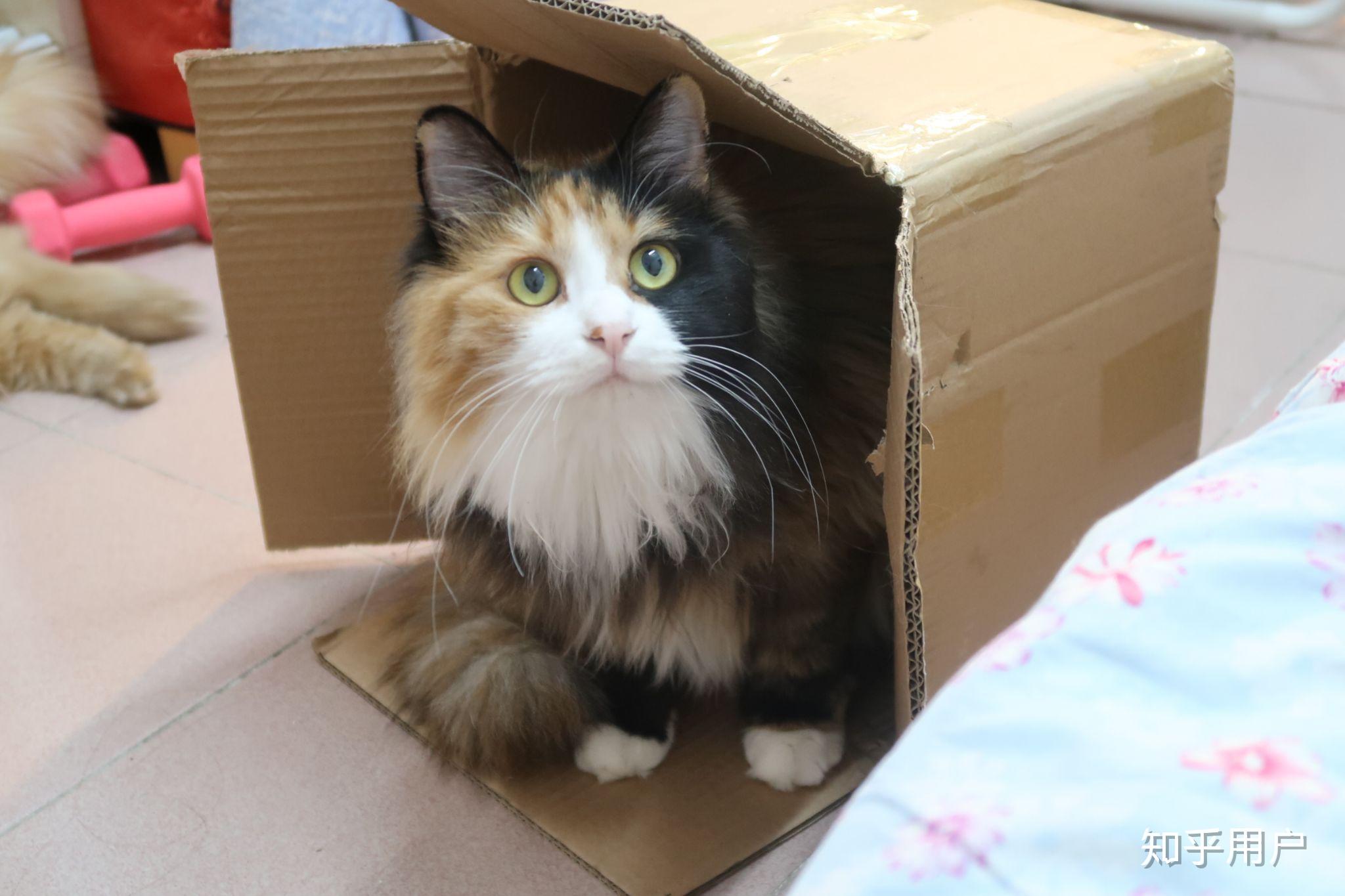 最好看的三花猫长什么样子?