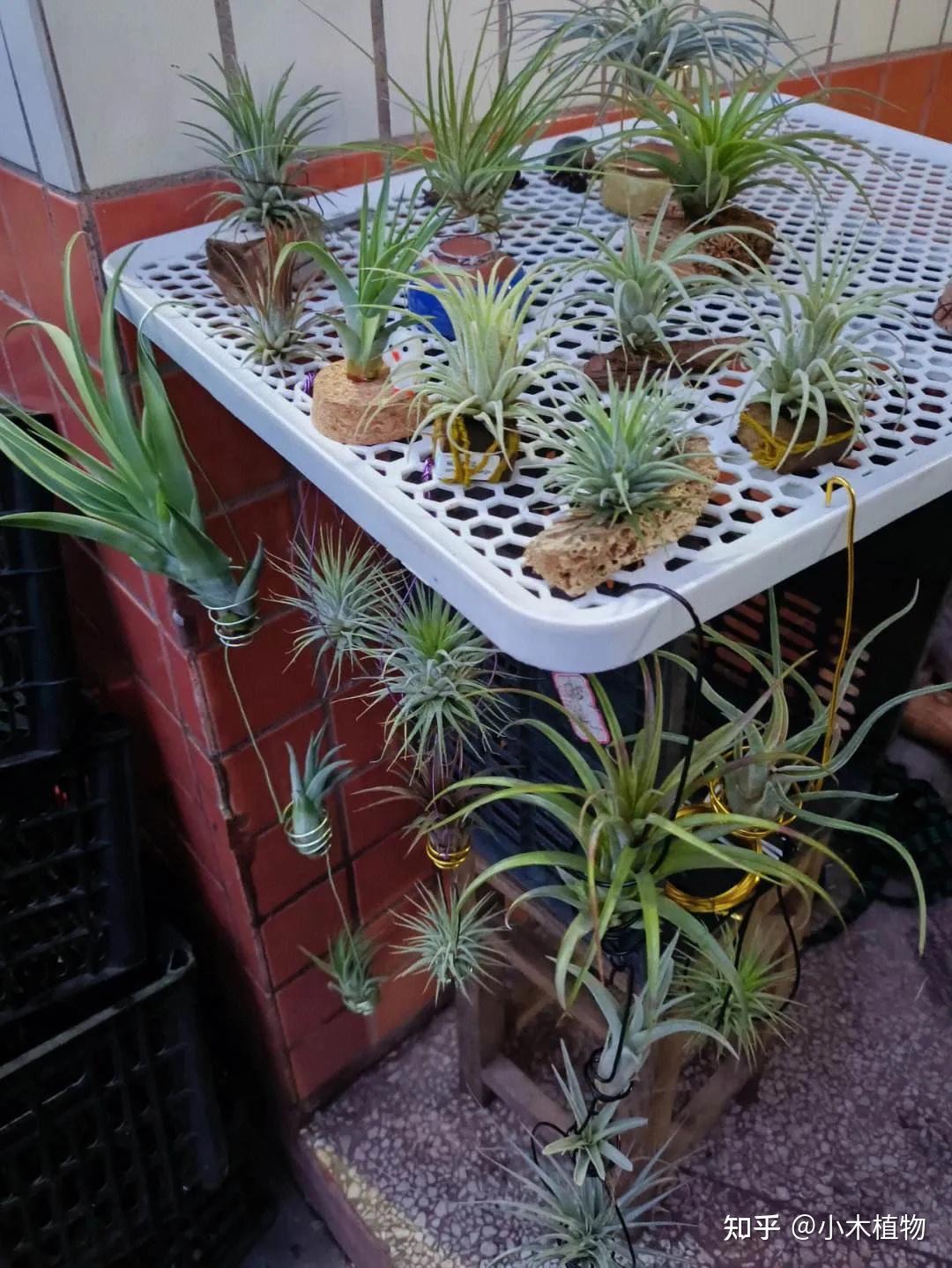 只生长在空气中,无需土壤栽培,靠空气中的养分和水分就能生长的植物——空气凤梨 - 知乎