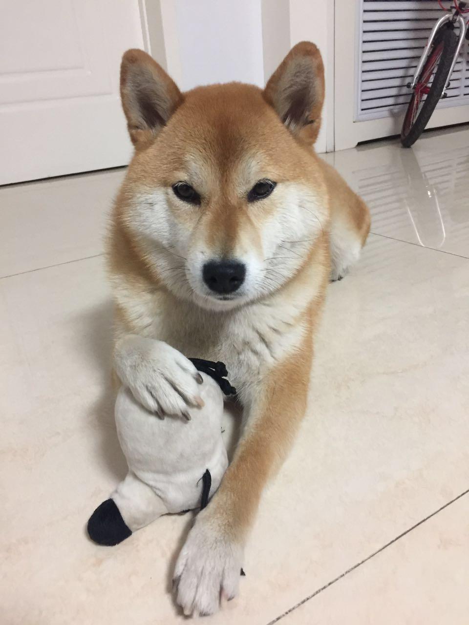 知乎吉祥物刘看山正面长什么样