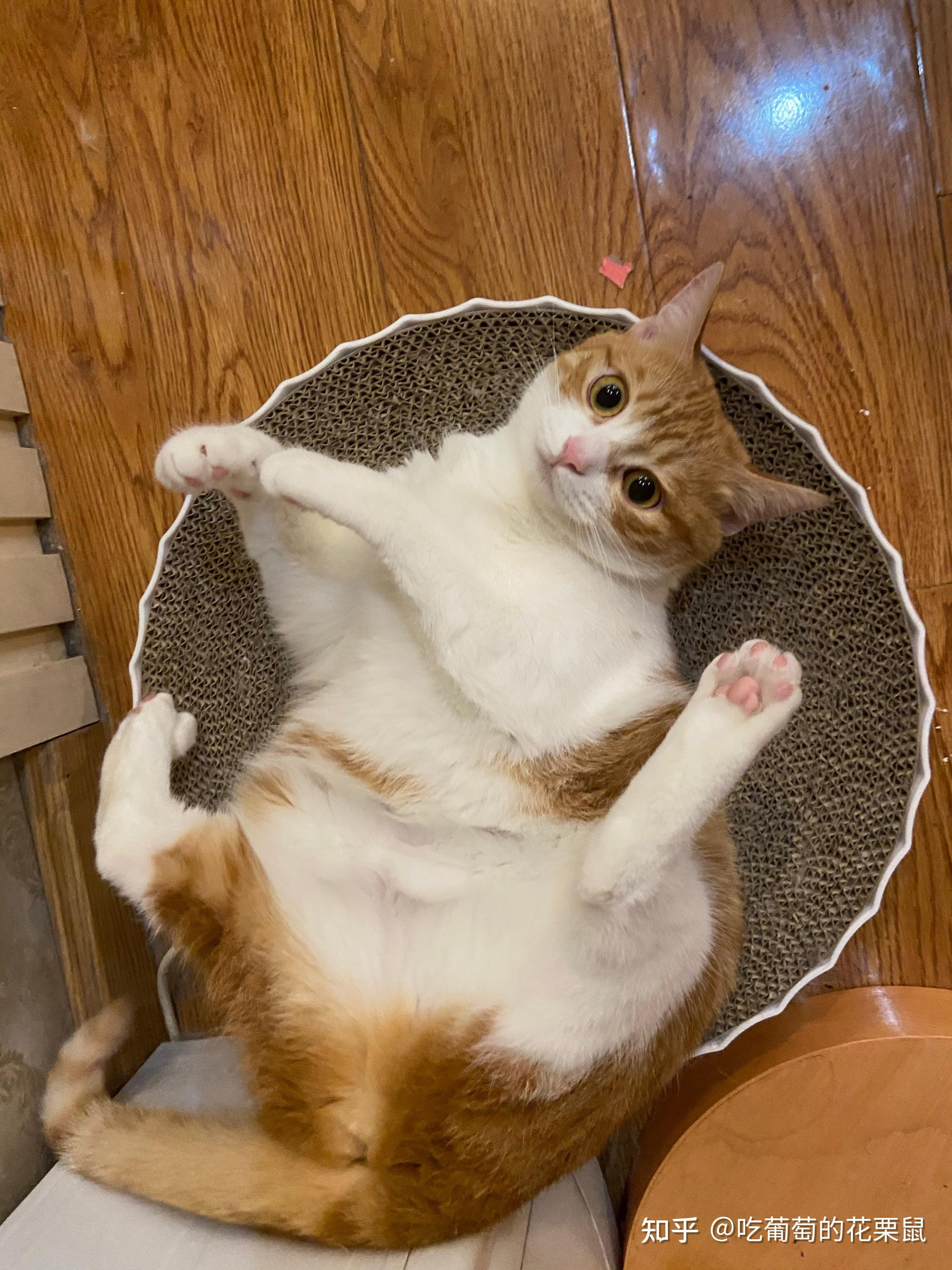 母橘猫真的很少嘛?