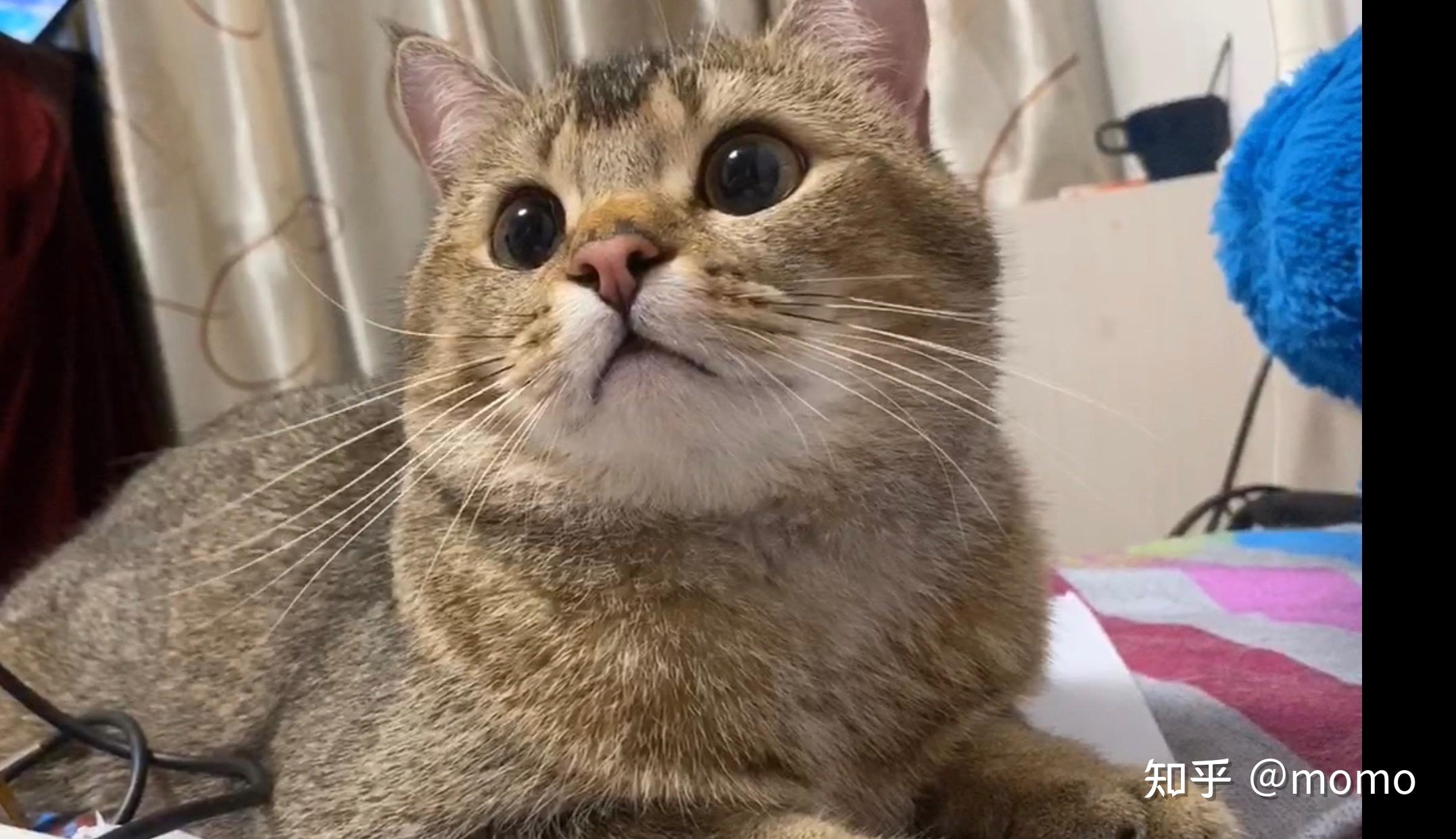 英短黑金渐层大家有了解吗? - 知乎