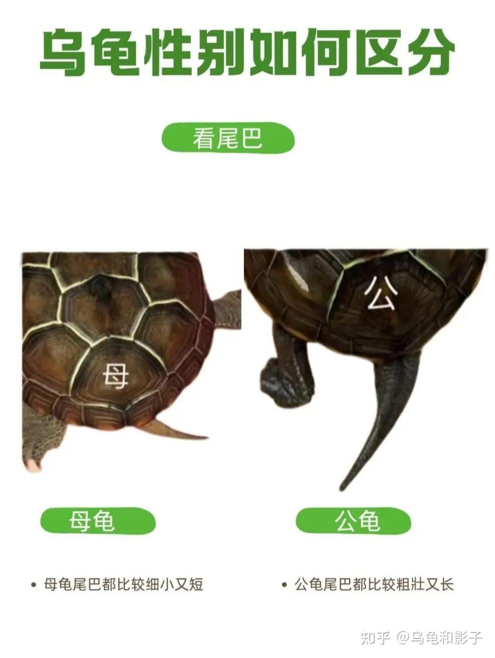 养龟必看:3步分清乌龟“公母”,新手也能一次学会 - 知乎